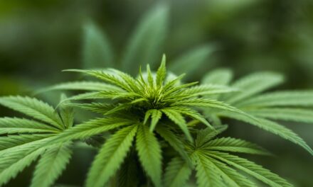 Hemp CBD Brand Prima Achieves B Corp Certification