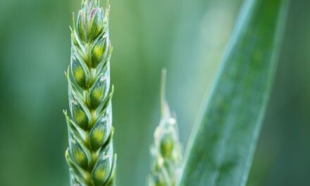 Bayer and Temasek Launch Vertical Farming Venture