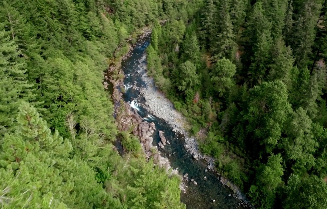 forest blue creek