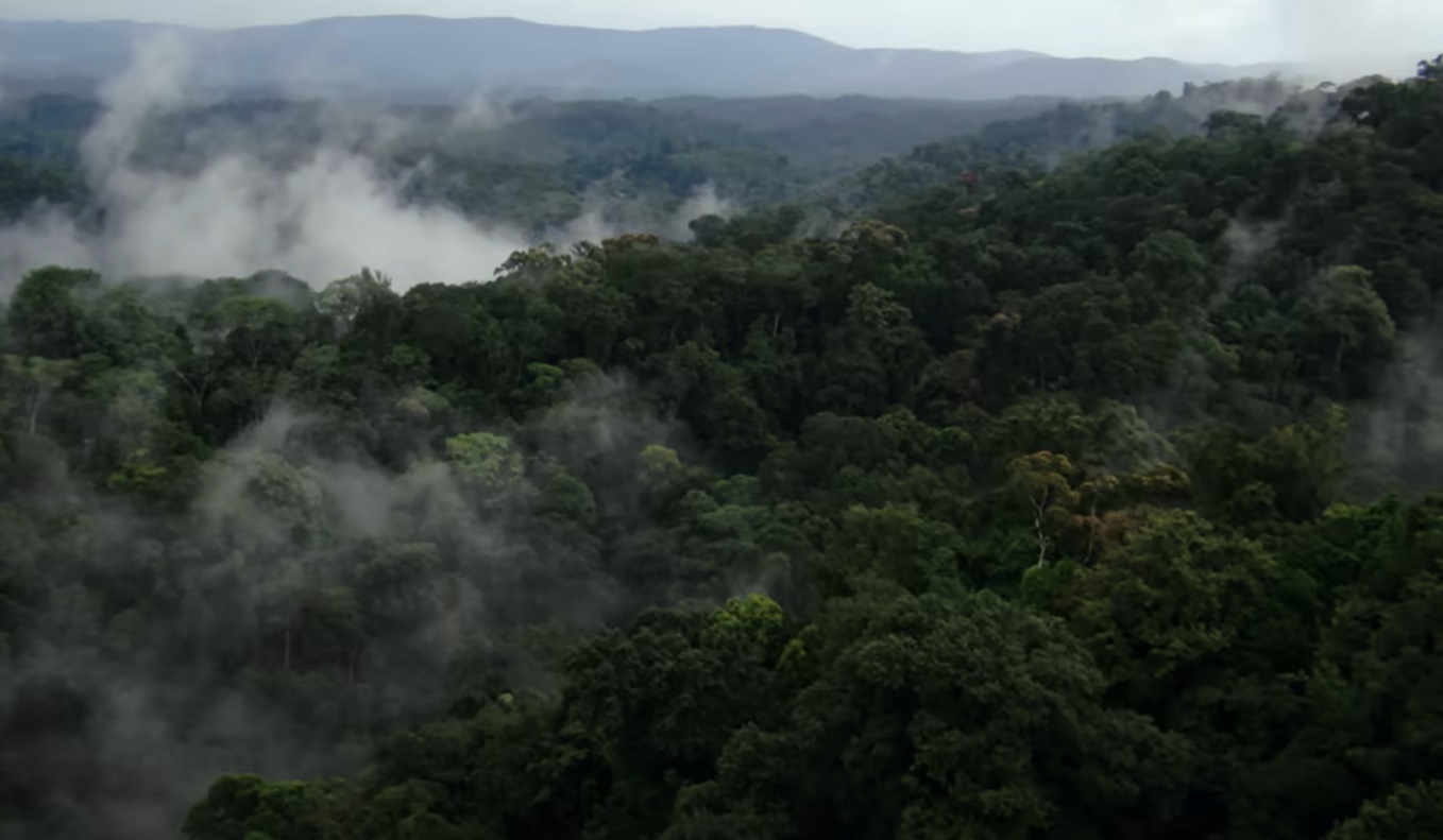 World Bank issues 5 million bond with interest tied to CO2 removal from reforestation in the Amazon region