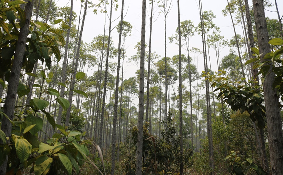 GenZero, Trafigura Invest Over $100 Million in Nature Restoration Carbon Removal Project in Colombia